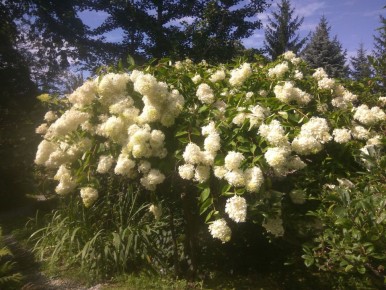 Гортензия древовидная — изящный акцент для вашего сада