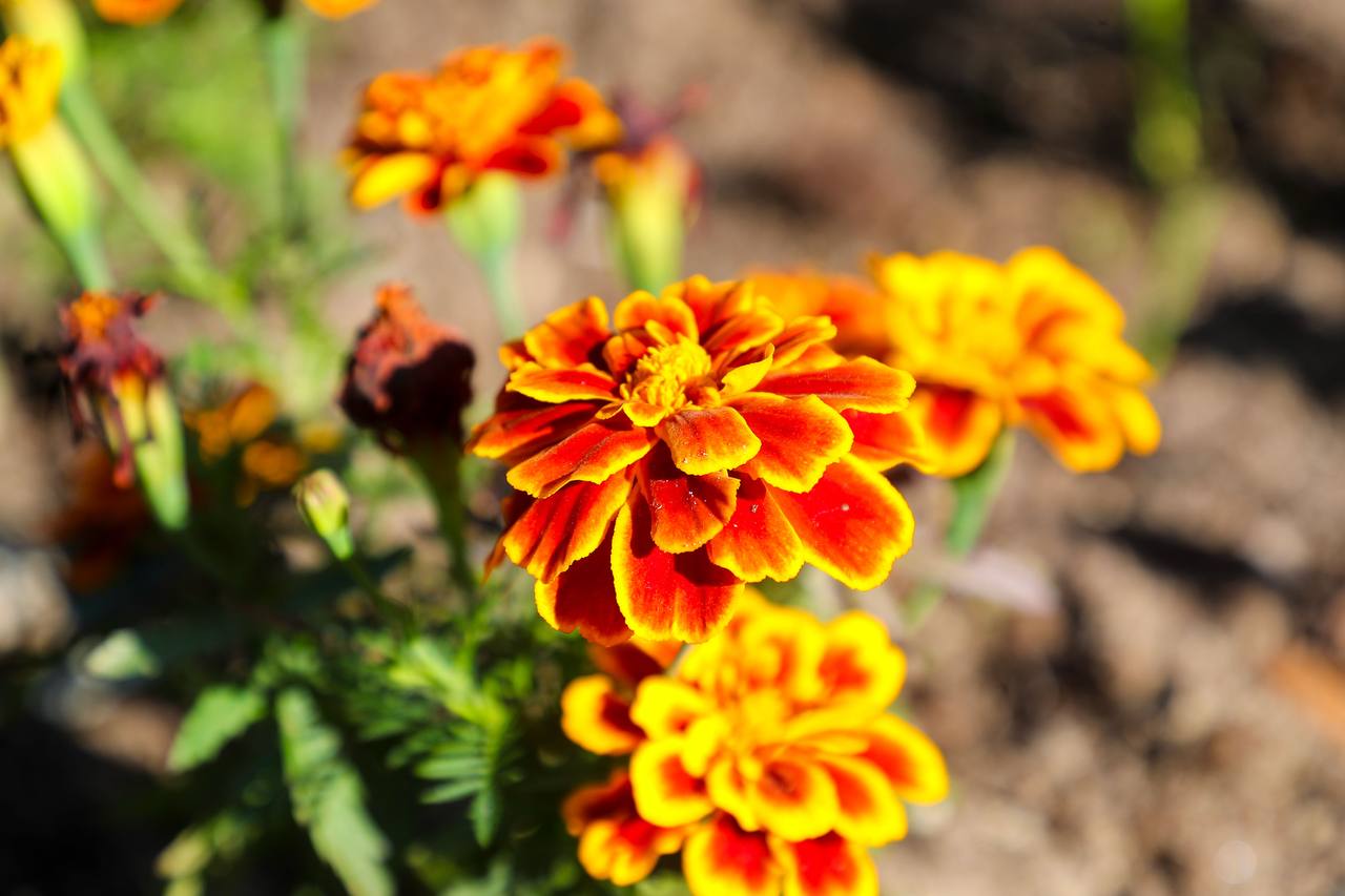 В прямом эфире был вопрос, будем ли в этом году проводить озеленение В прямом эфире был вопрос, будем ли в этом году проводить озеленение