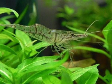 Креветка дальневосточная