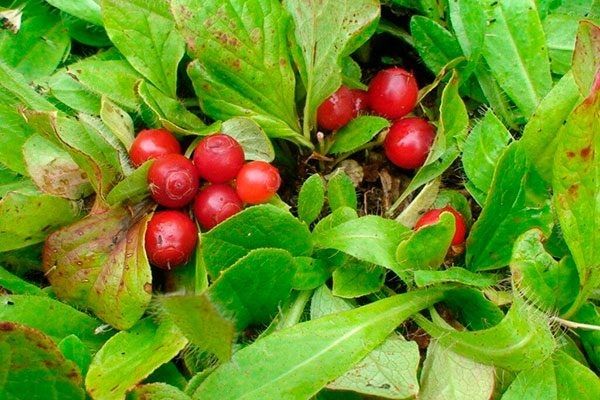 ������� �������: ������� ����� � ��������� ��������