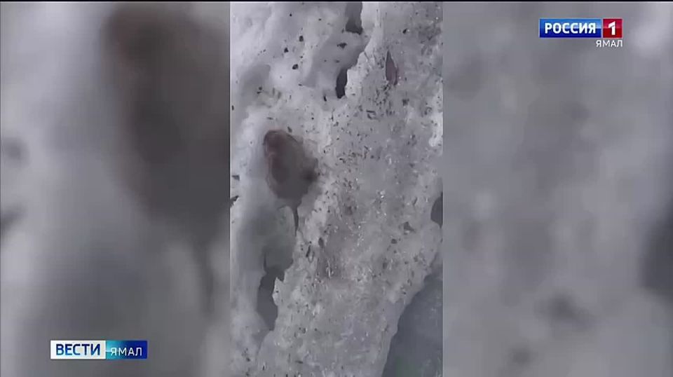 ��� �������� � ������� � ������: ������ ����������� �� ����������