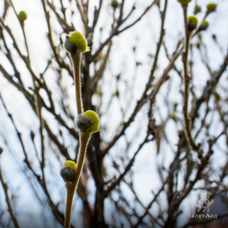 ����� ����������, �� ����� �����