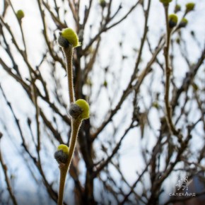 ����� ����������, �� ����� �����