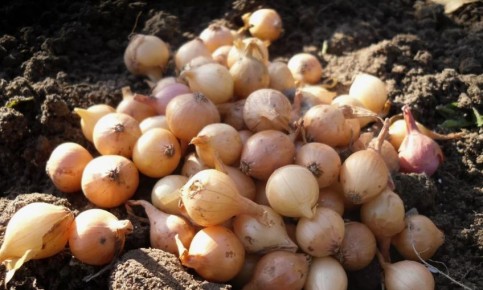 ������� �������� ������� ������� ����: ��� �������� ������ � ������� ������