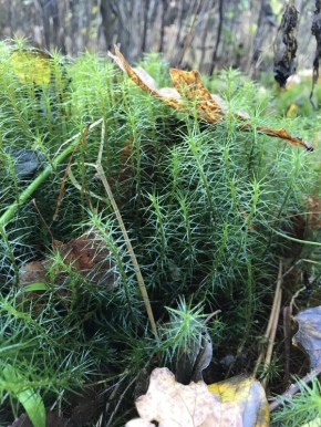 ���������� ��� ����������� ����: �� ����� �� �����