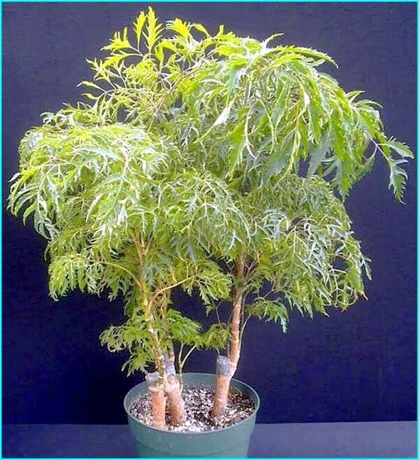 ���������: ��� ���� ����������� �������� �������� ����������� ��� ��������