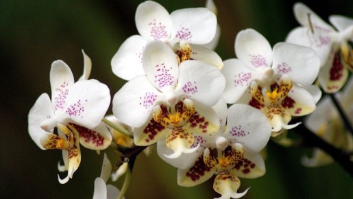 �������� �������: ������ ��� ��������� ������