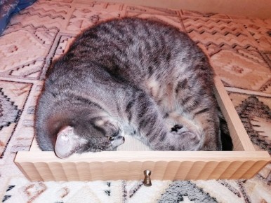 ������ ����� ������������ �������: ���������� ����� �� �� ������� �������