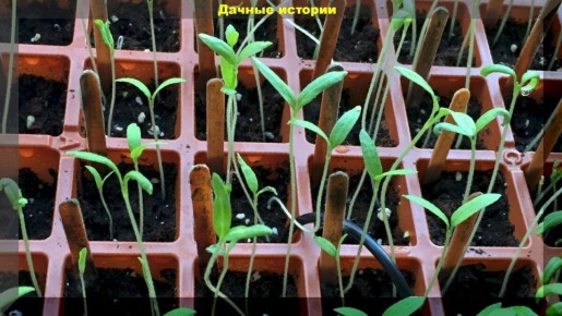 ��� �������� ����������� �������: �������� ������ ��� �����������