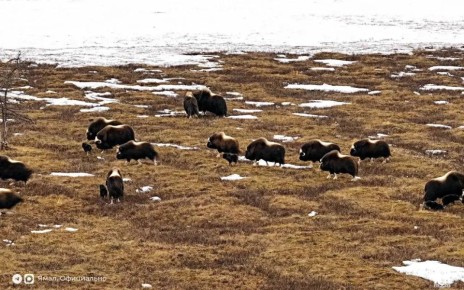 ����� �����������. ������� ���������?