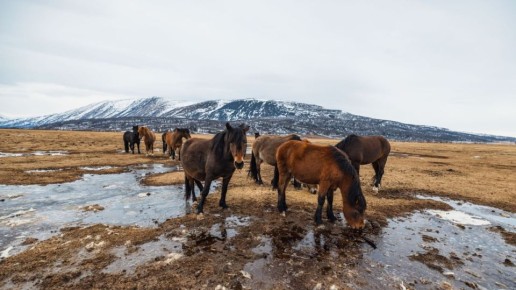 ���, ��� ���� ��� ����. ������ �� �������� ����� �� ���������