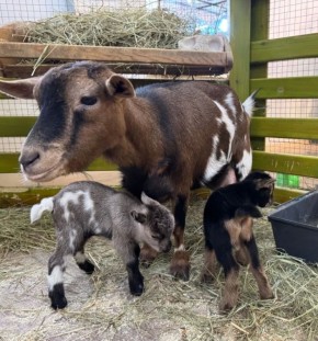 � ������� ���������� ������ ������� ����������