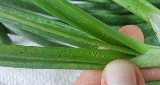 ������ ��� �������: ��� �������� ���� ������ �� ����������