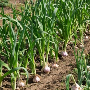 ��� �� ������� ����������� ��� �������? ����������� � �����