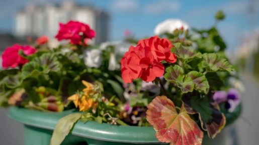 ������ ����� �������� �������� ��� ��������� ����