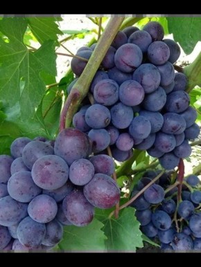 ������� � ��������� ������� ��������: ������, ������� � �������������