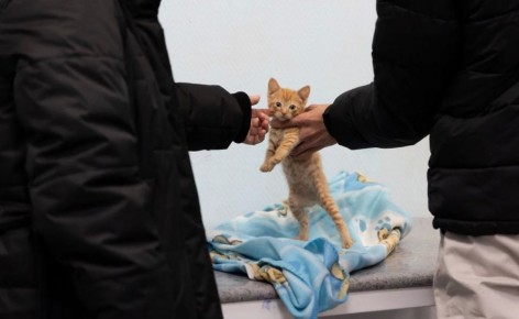 � ������� ������ ������������ �� ������������ ����������� �������� ��������