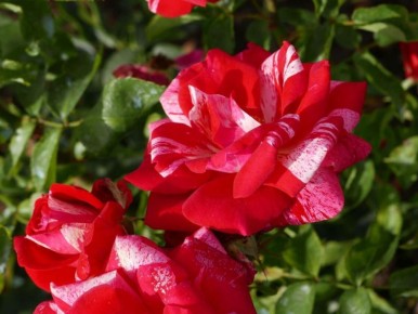 ��������� ���������: ����-���������, ������� �������� ������ ����������