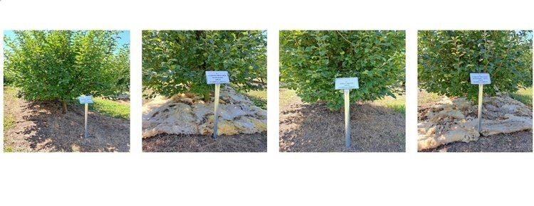 ������ ������ ��� ����� ������� ��� ��������� �����: ������� � ���������� � ��������