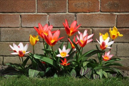 ������� blooming tulips: ��� ���������� ����� ����� ������