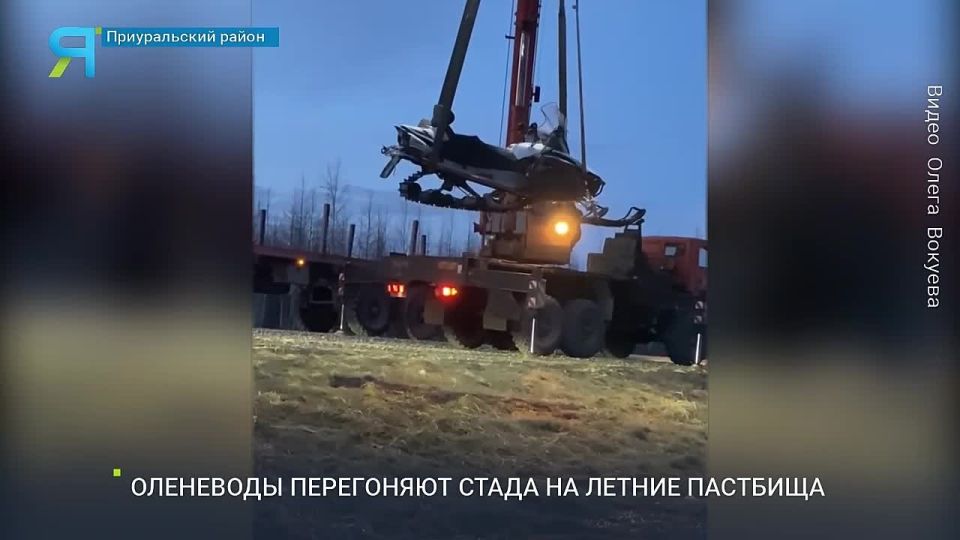 Оленеводы перегоняют стада на летние пастбища