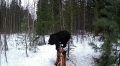 Косолапый гость на Ямсовее