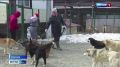 Капля заботы для четвероногих сирот