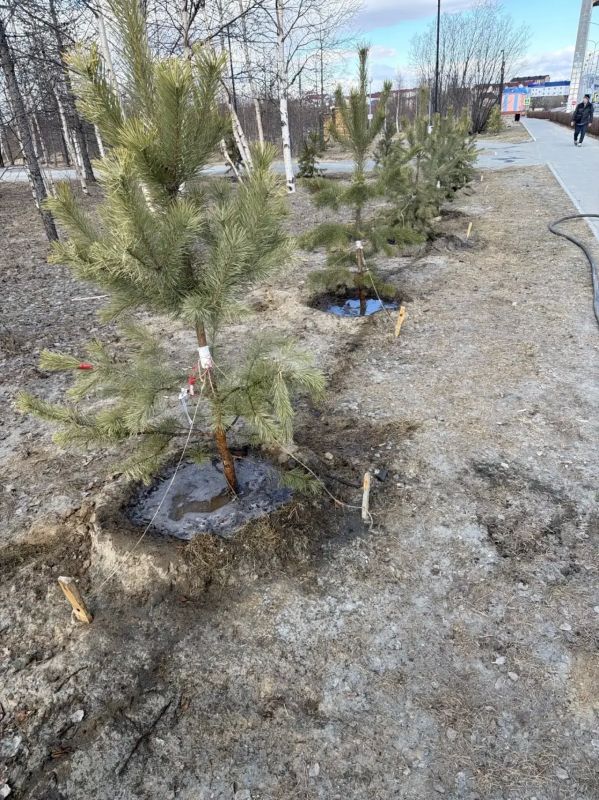 Зелёные насаждения в Салехарде получают первую весеннюю помощь Зелёные насаждения в Салехарде получают первую весеннюю помощь