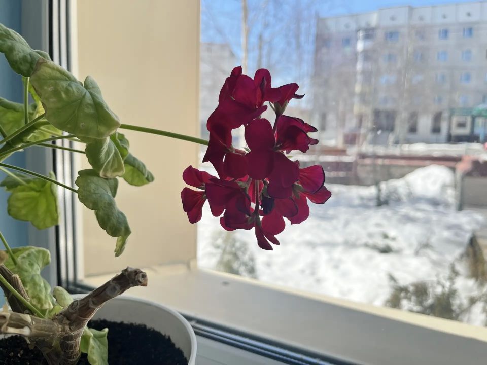 Ямал встречает настоящую весну – теплую, приветливую, ласковую! Настроение – жить, правда ведь? Ямал встречает настоящую весну – теплую, приветливую, ласковую! Настроение – жить, правда ведь?