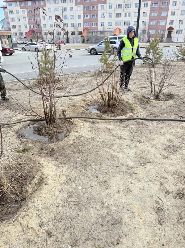 Зелёные насаждения в Салехарде получают первую весеннюю помощь Зелёные насаждения в Салехарде получают первую весеннюю помощь