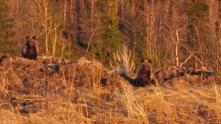 Два медведя попали в объектив северянки у Аксарки
