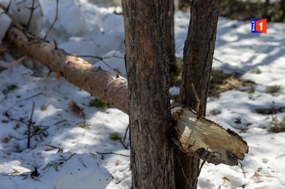 В Ноябрьске убирают поваленные деревья после урагана 10–11 мая В Ноябрьске убирают поваленные деревья после урагана 10–11 мая