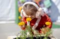 Летом в Салехарде высадят более 233 тысяч цветов