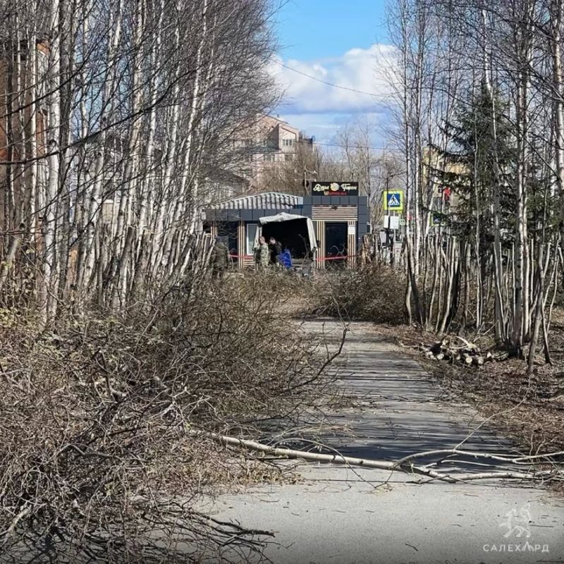 В Салехарде начались сезонные работы по уходу за зелёными насаждениями В Салехарде начались сезонные работы по уходу за зелёными насаждениями