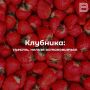 Клубника: съесть, нельзя остановиться