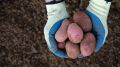 На Ямале стартует заявочная кампания на гранты для фермеров