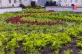 В Ноябрьске начали высаживать цветы