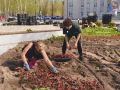 Ноябрьск расцветает: в городе стартовала высадка цветов