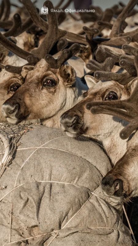 Пока ждём умопомрачительных фотографий из поездки губернатора в Пуровскую тундру, достали из архивов лучшие кадры из прошлых выездов Пока ждём умопомрачительных фотографий из поездки губернатора в Пуровскую тундру, достали из архивов лучшие кадры из прошлых выездов