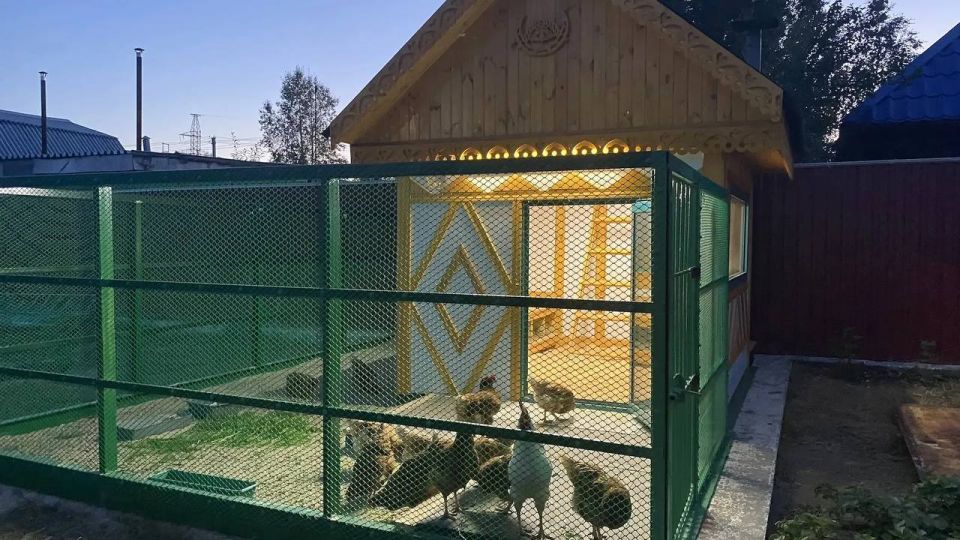 Северянка три года не покупает яйца в магазине