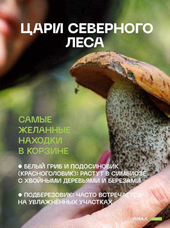 Грибной гид по Салехарду. Конец лета и начало осени — лучшее время для «тихой охоты» в заполярных лесах Грибной гид по Салехарду. Конец лета и начало осени — лучшее время для «тихой охоты» в заполярных лесах