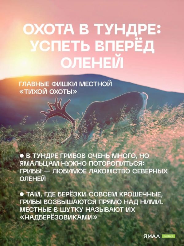 Грибной гид по Салехарду. Конец лета и начало осени — лучшее время для «тихой охоты» в заполярных лесах Грибной гид по Салехарду. Конец лета и начало осени — лучшее время для «тихой охоты» в заполярных лесах