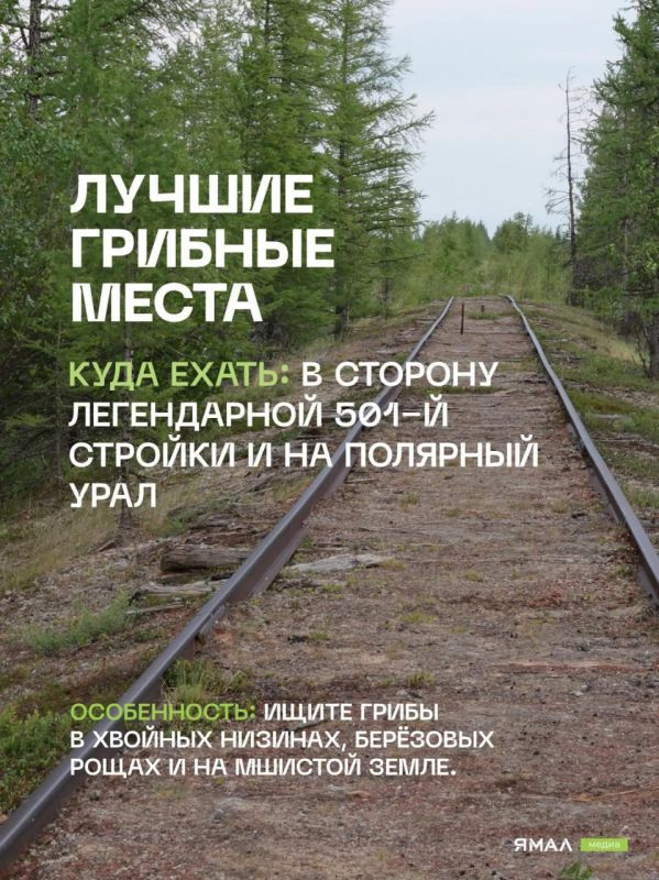 Грибной гид по Салехарду. Конец лета и начало осени — лучшее время для «тихой охоты» в заполярных лесах Грибной гид по Салехарду. Конец лета и начало осени — лучшее время для «тихой охоты» в заполярных лесах