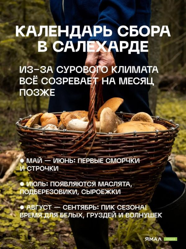 Грибной гид по Салехарду. Конец лета и начало осени — лучшее время для «тихой охоты» в заполярных лесах Грибной гид по Салехарду. Конец лета и начало осени — лучшее время для «тихой охоты» в заполярных лесах