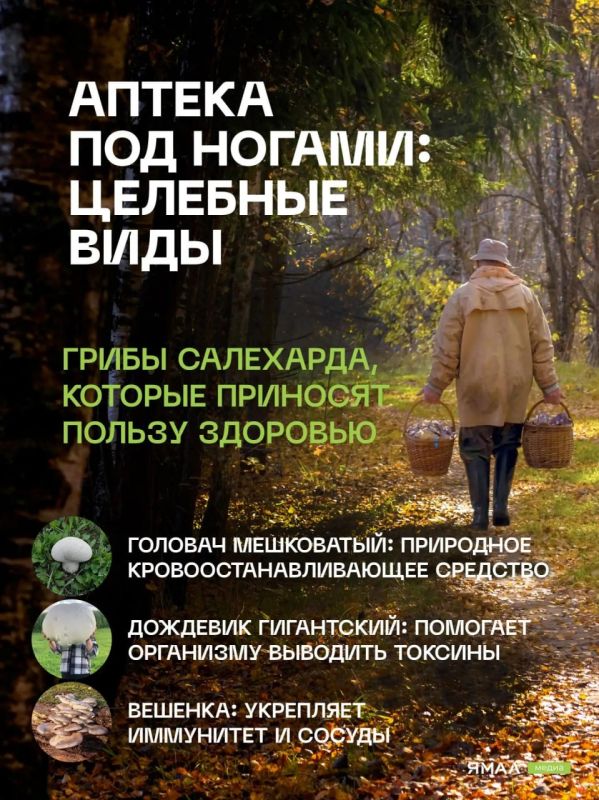 Грибной гид по Салехарду. Конец лета и начало осени — лучшее время для «тихой охоты» в заполярных лесах Грибной гид по Салехарду. Конец лета и начало осени — лучшее время для «тихой охоты» в заполярных лесах