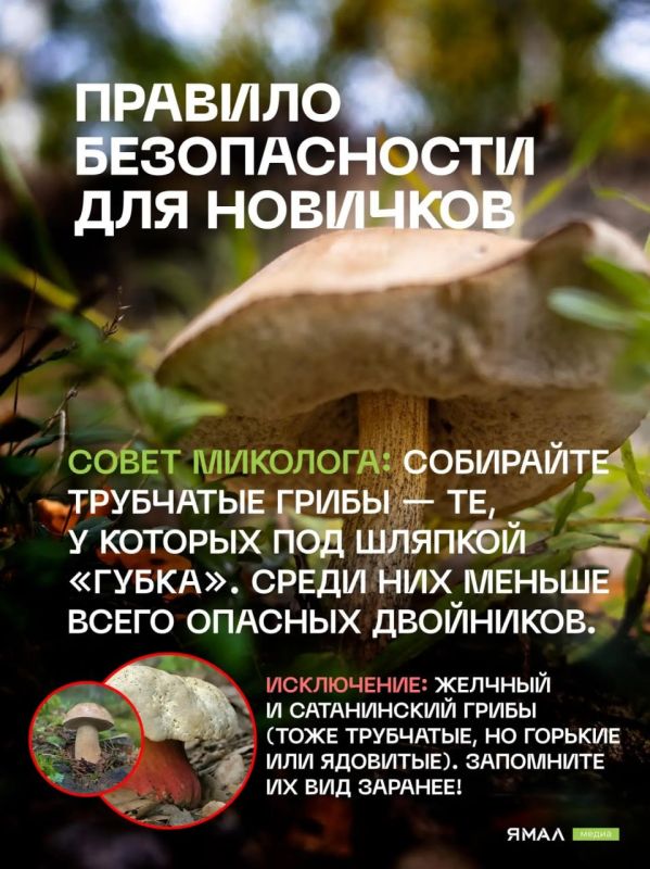 Грибной гид по Салехарду. Конец лета и начало осени — лучшее время для «тихой охоты» в заполярных лесах Грибной гид по Салехарду. Конец лета и начало осени — лучшее время для «тихой охоты» в заполярных лесах
