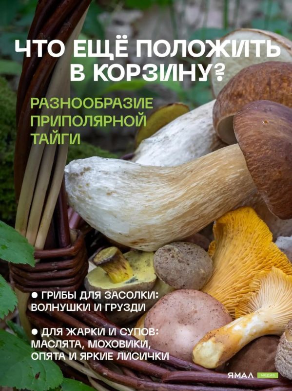 Грибной гид по Салехарду. Конец лета и начало осени — лучшее время для «тихой охоты» в заполярных лесах Грибной гид по Салехарду. Конец лета и начало осени — лучшее время для «тихой охоты» в заполярных лесах