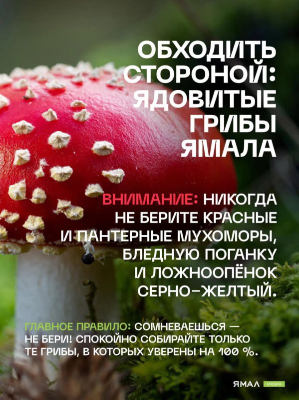 Грибной гид по Салехарду. Конец лета и начало осени — лучшее время для «тихой охоты» в заполярных лесах Грибной гид по Салехарду. Конец лета и начало осени — лучшее время для «тихой охоты» в заполярных лесах