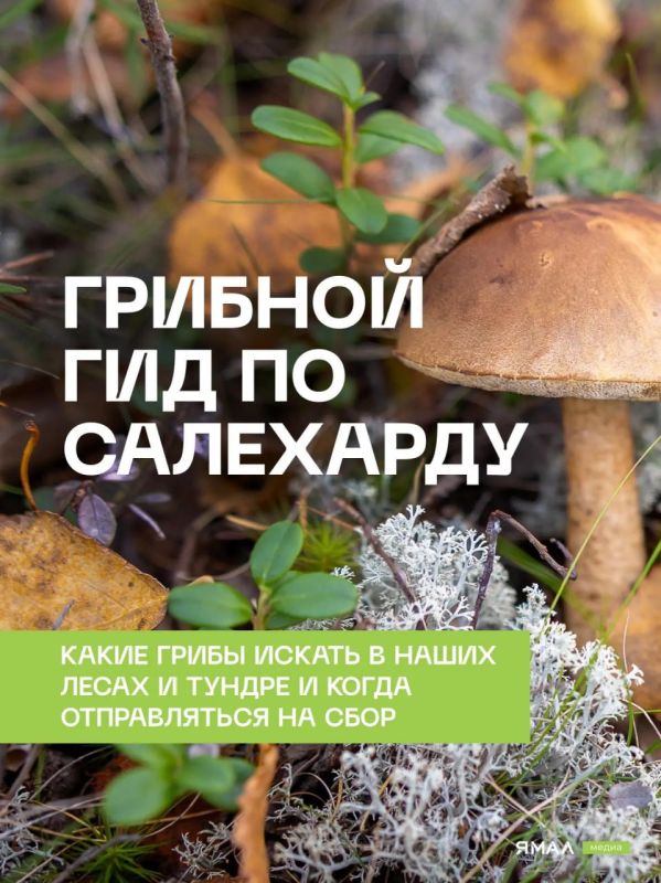 Грибной гид по Салехарду. Конец лета и начало осени — лучшее время для «тихой охоты» в заполярных лесах