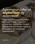 Как наслаждаться безлактозными угощениями в Новый год